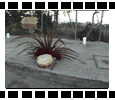 SHOW ME the FREE South Central Farm Digital Documentary Video